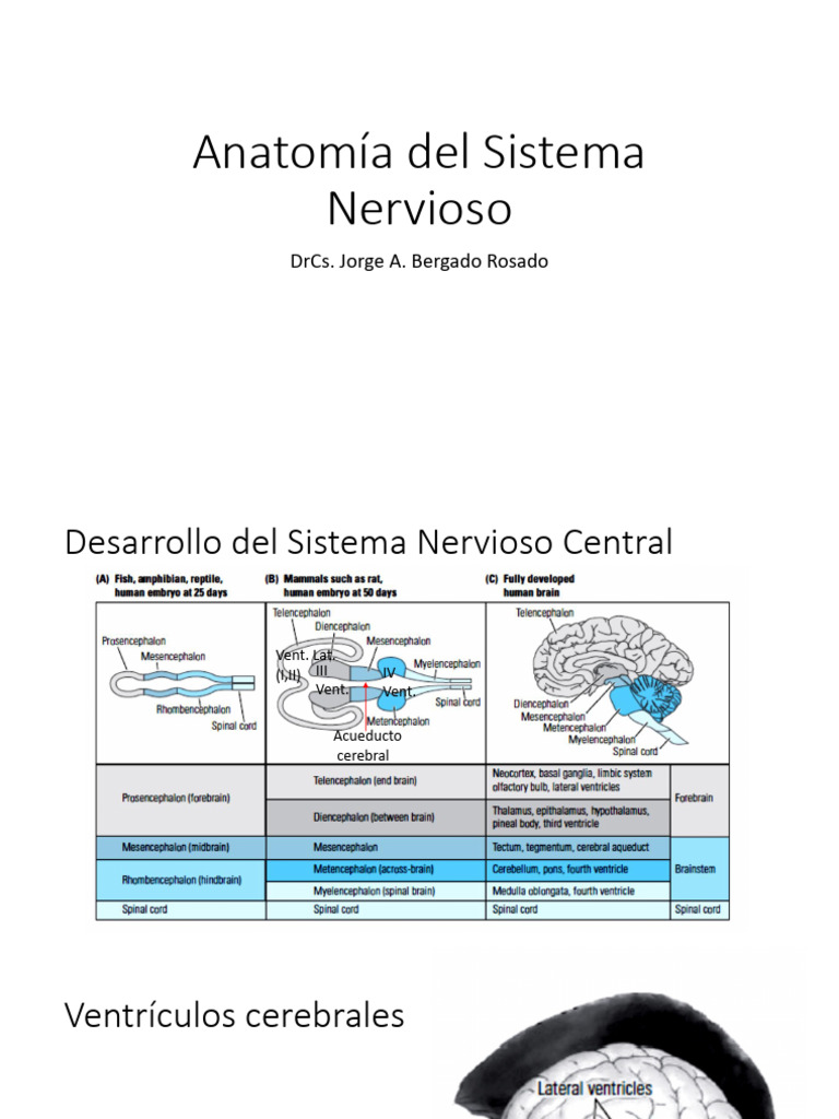 4 Anatomia Del Sistema Nervioso | PDF | Sistema nervioso central | Cerebro