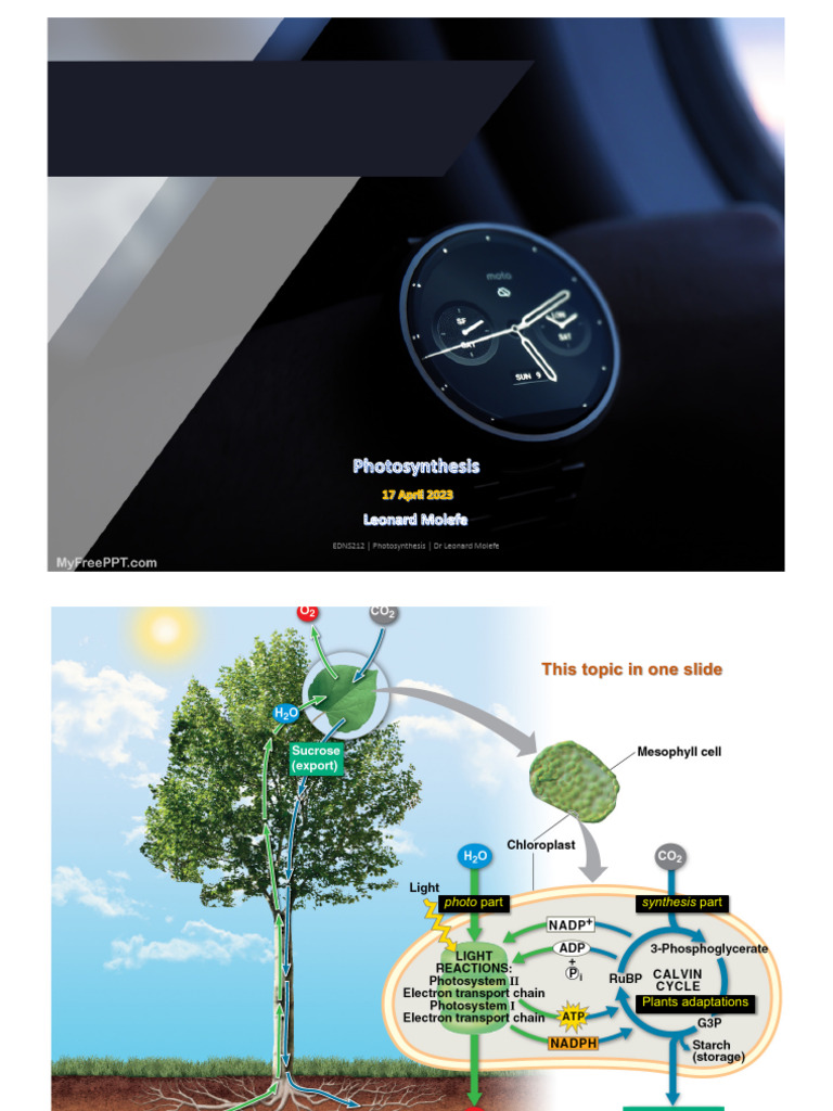 Understanding Photosynthesis Basics | PDF | Photosynthesis | Chloroplast