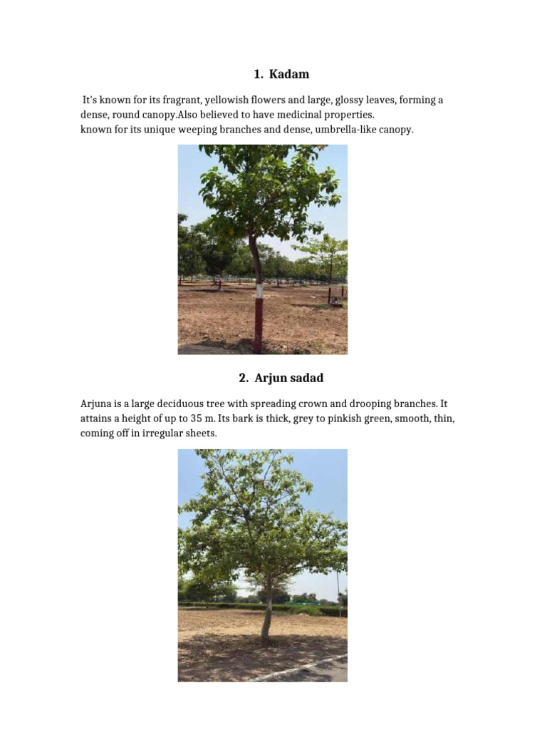 Trees | PDF | Trees | Plants