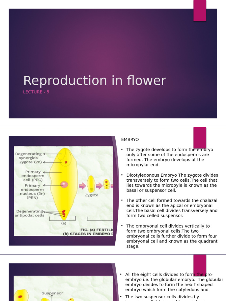 Reproduction in Flower 5 | PDF | Embryo | Fruit