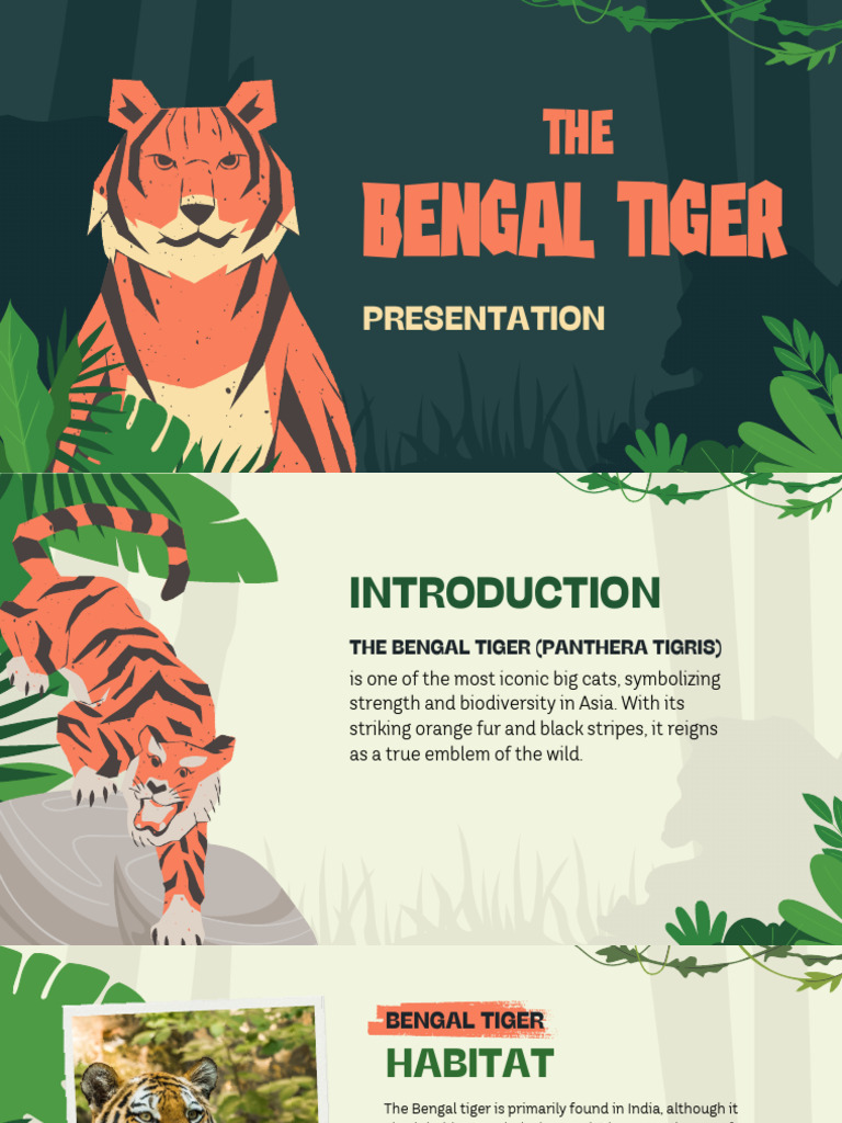 Bengal Tiger: Habitat and Conservation | PDF | Tiger | Hunting