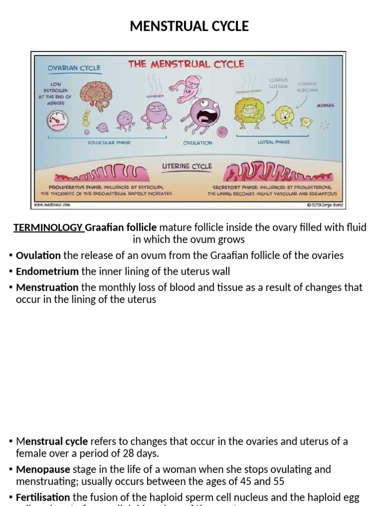 Understanding the Menstrual Cycle | PDF | Menstrual Cycle | Ovary