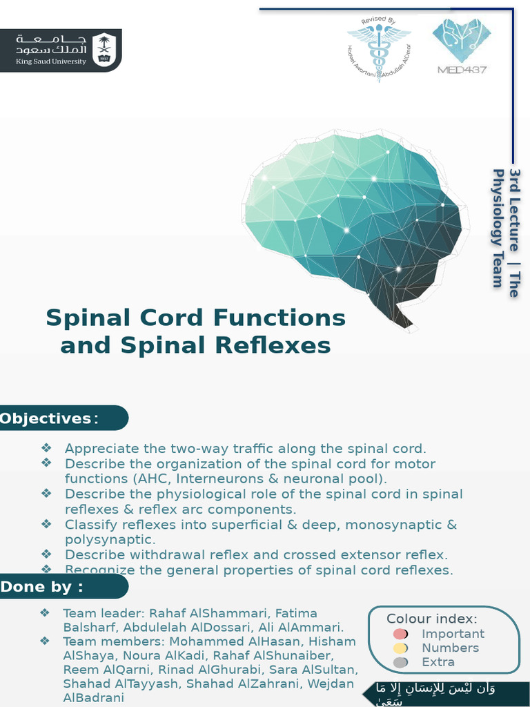 3 - Spinal Cord Functions & Reflexes. | PDF | Motor Neuron | Neuron