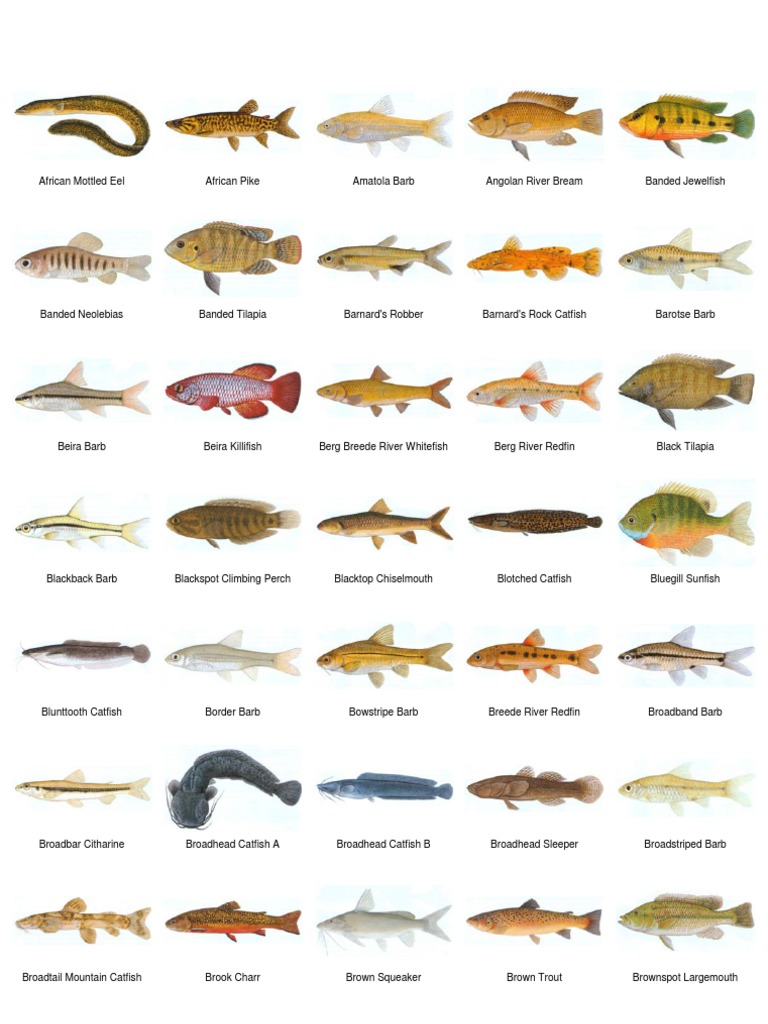 Freshwater Species Aquatic Vertebrates Fish Free 30day Trial