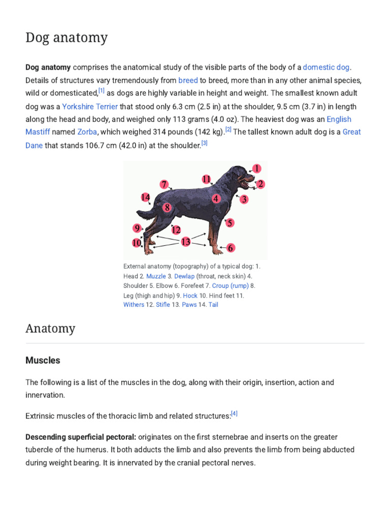Dog Anatomy: Structure and Muscles | PDF | Human Leg | Pelvis