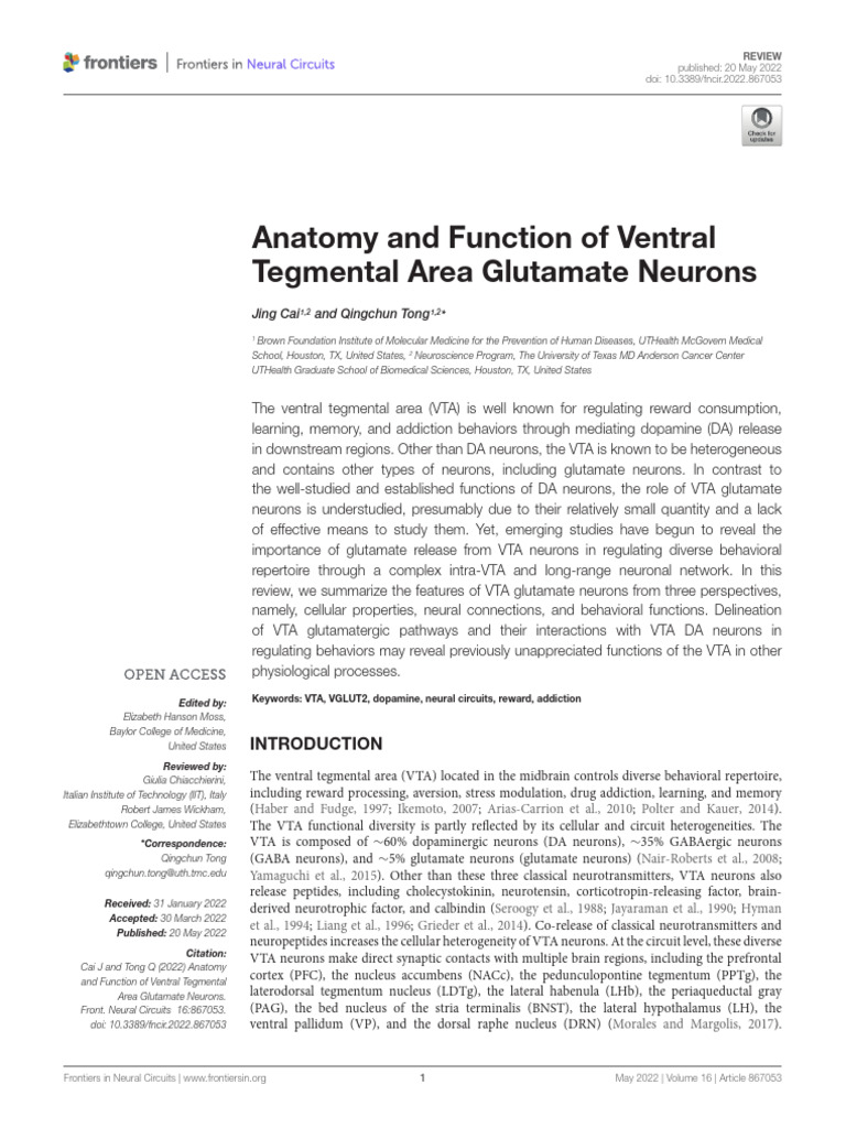 Anatomy and Function of Ventral Tegmental Area Glutamate Neurons | PDF ...