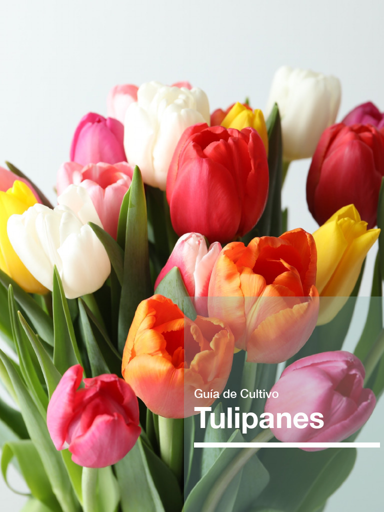Guía Práctica Para Cultivar Tulipanes Pdf Tulipán Suelo