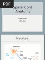 ACDF Post-Op Physical Therapy Protocol | PDF | Anatomical Terms Of ...