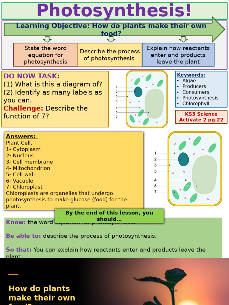 Understanding Photosynthesis Process | PDF | Photosynthesis | Leaf
