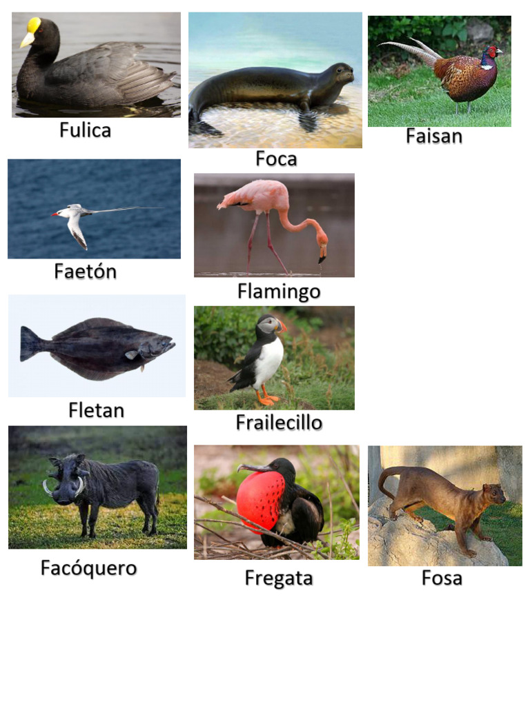 Animales Con F | PDF