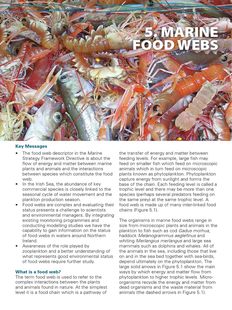 Phytoplankton's Role in Marine Food Webs | PDF | Food Web | Plankton