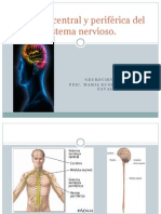 División central y periférica del sistema nervioso2