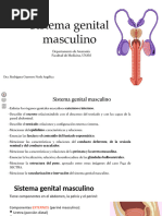 Capas del escroto y su anatomía | PDF