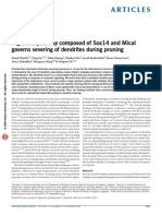 Articles: A Genetic Pathway Composed of Sox14 and Mical Governs Severing of Dendrites During Pruning