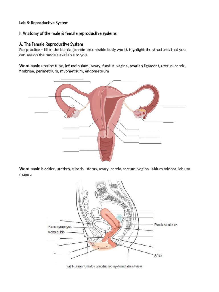 Non-Hormonal Birth Control Options | PDF | Birth Control | Ovary