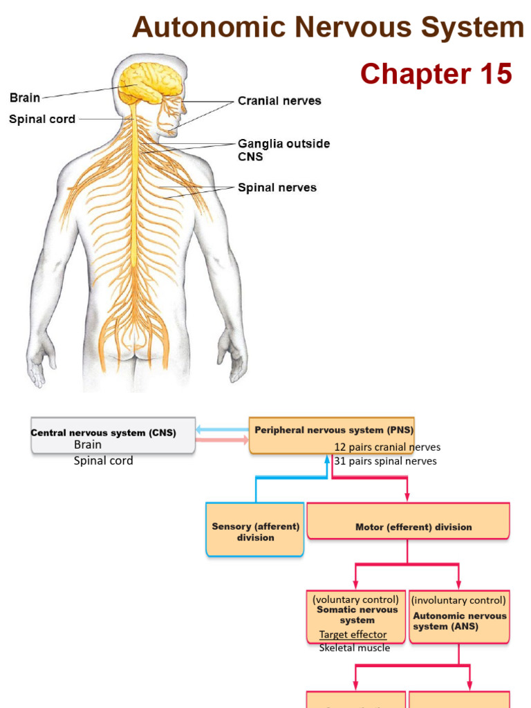 Understanding the Autonomic Nervous System | PDF | Autonomic Nervous ...