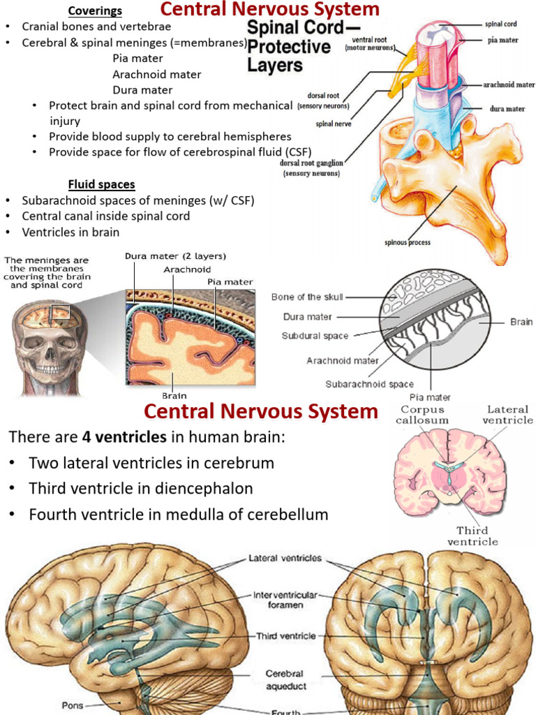 Central Nervous System Overview | PDF | Central Nervous System ...
