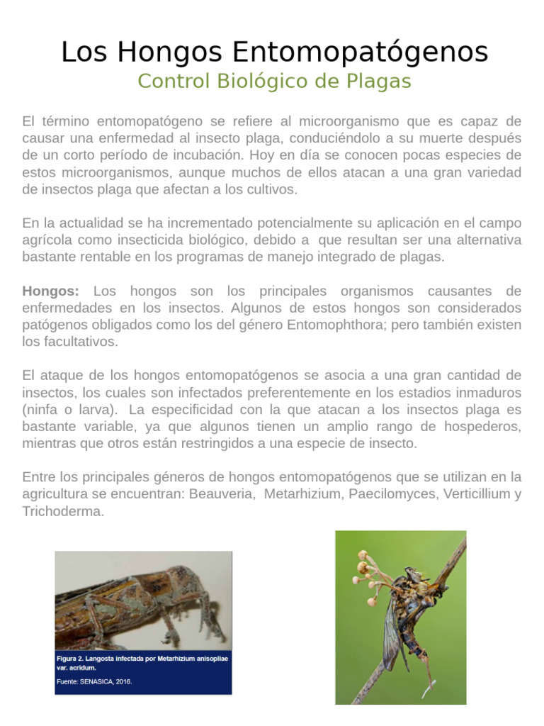 Los Hongos Entomopatogenos | PDF | Plaga (organismo) | Insectos
