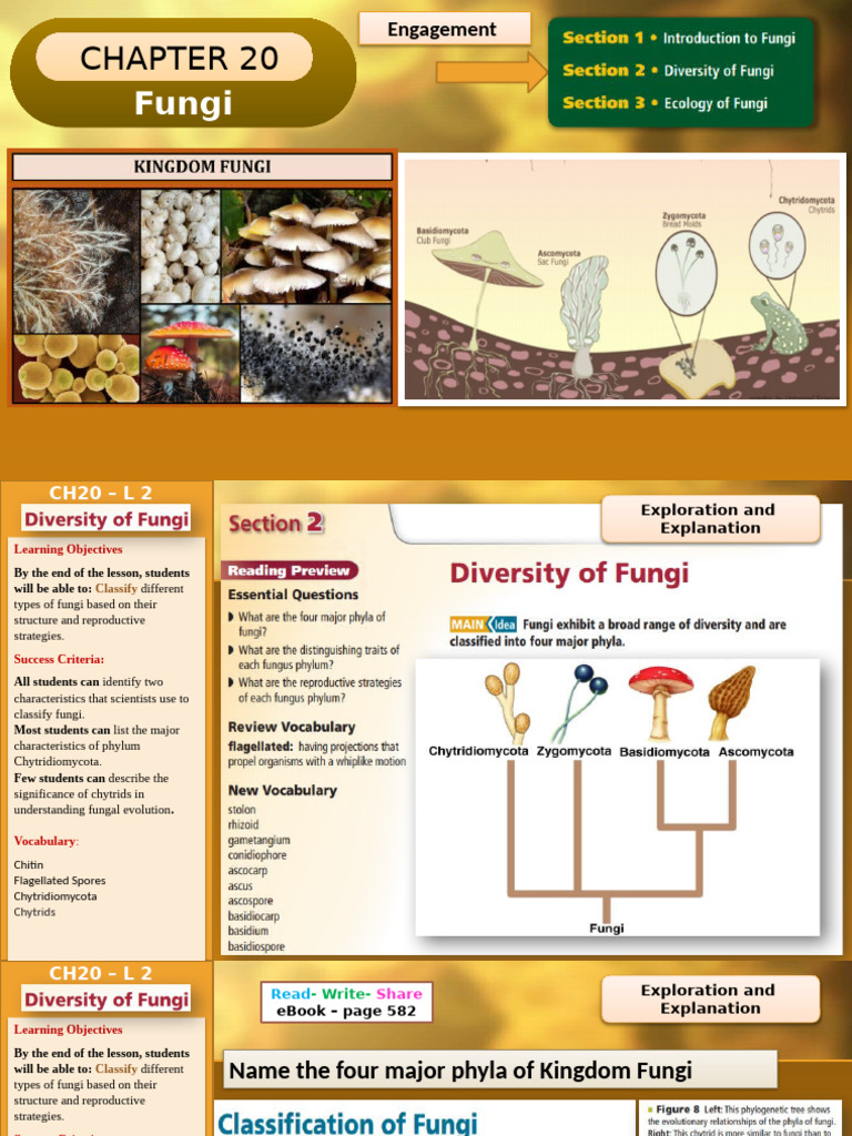 Fungi Classification and Characteristics | PDF | Fungus | Sexual ...