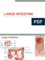 Large Intestine Histology