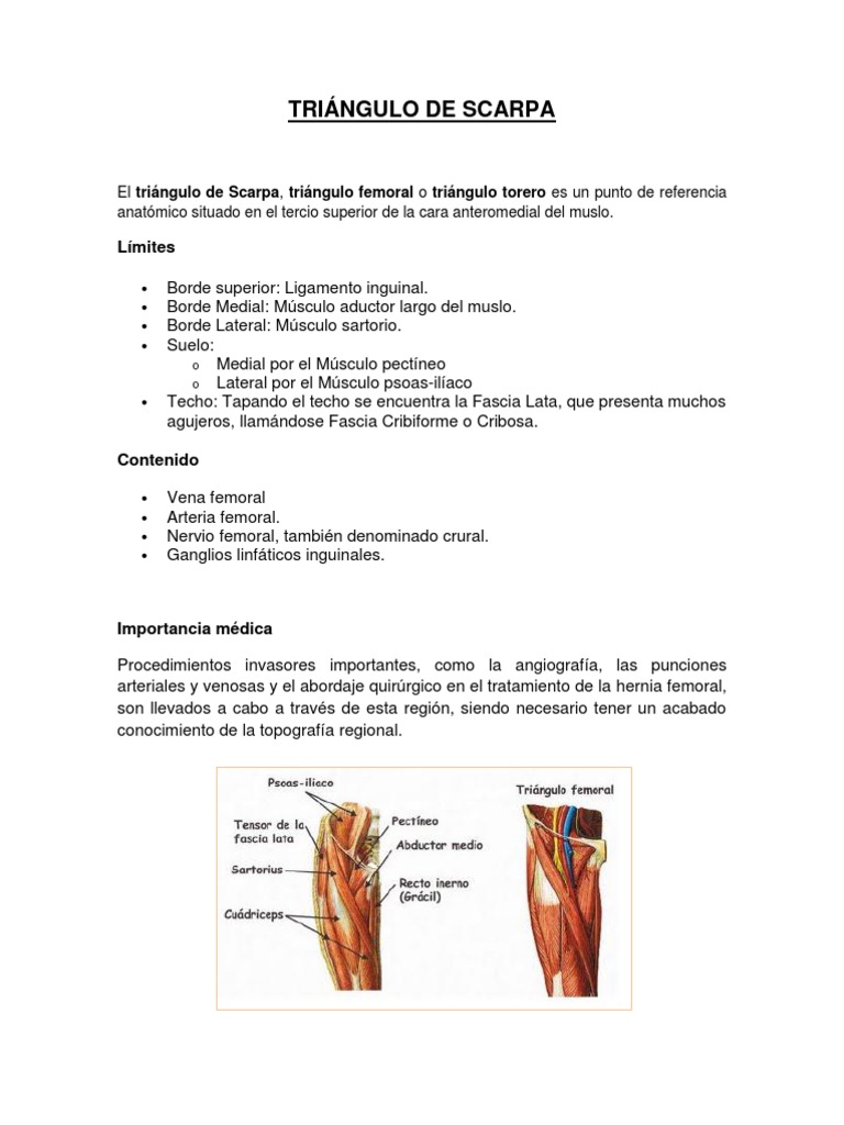 Anatomía del Triángulo de Scarpa | PDF | Extremidades (anatomía ...