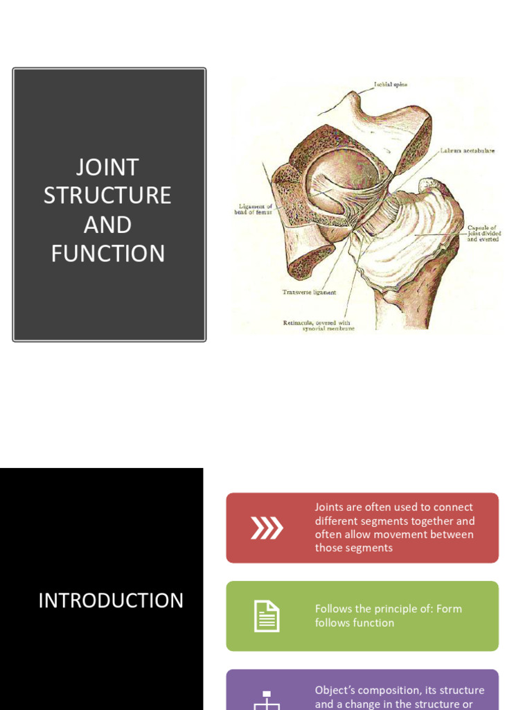 Understanding Joint Structure and Function | PDF | Anatomical Terms Of ...