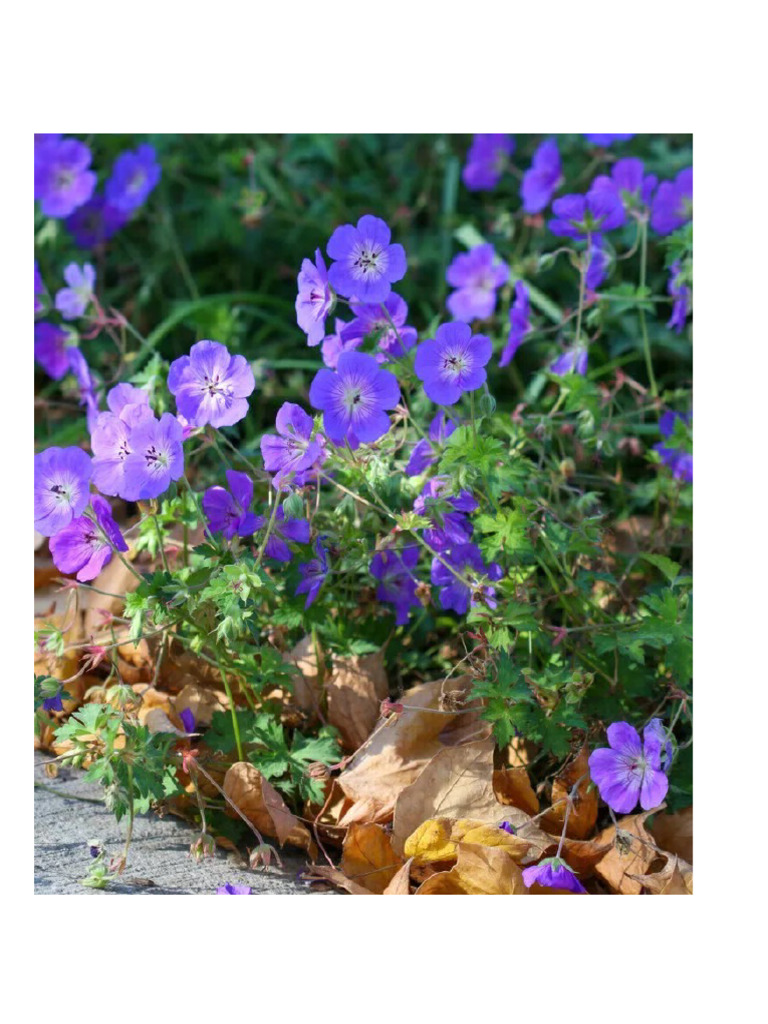 Perennial Geranium | PDF