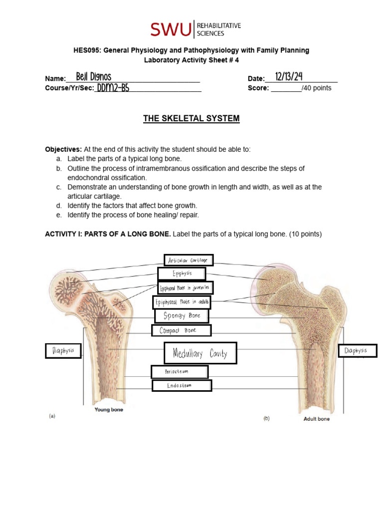 HES095-Laboratory Worksheet #4 - Skeletal System | PDF | Bone | Osteoblast