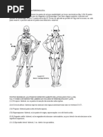 Pontos Gatilhos para avaliação da FIBROMIALGIA