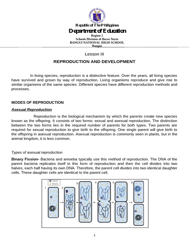 Modes of Reproduction Explained | PDF | Digestion | Fertilisation