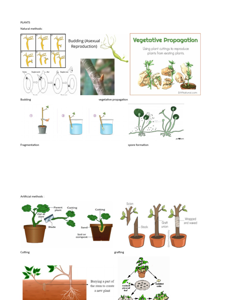 Types of Asexual Reproduction | PDF