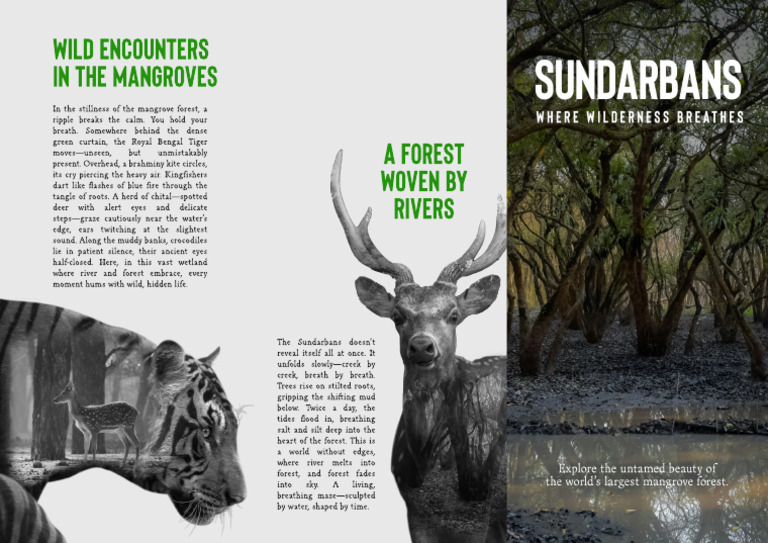 Wild Encounters in the Sundarbans | PDF