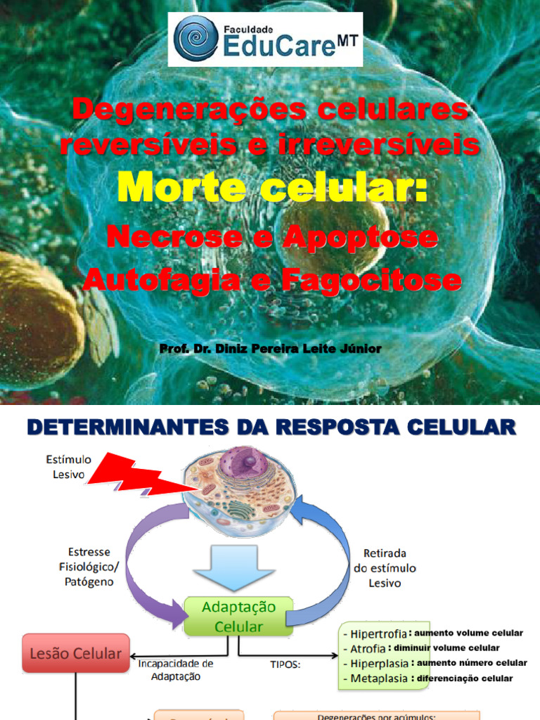 Morte Celular: Tipos e Causas | PDF | Apoptose | Necrose