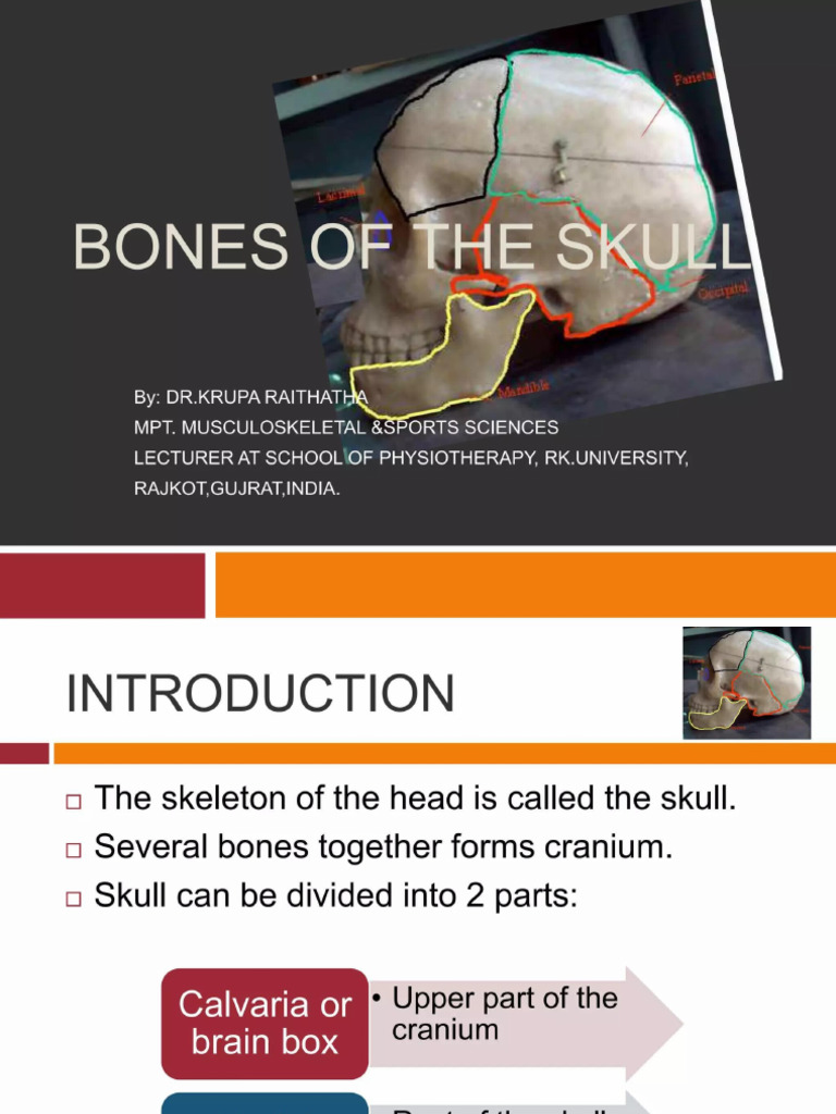 Bones of Skull | PDF