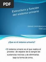 Estructura y    función del aparato urinario