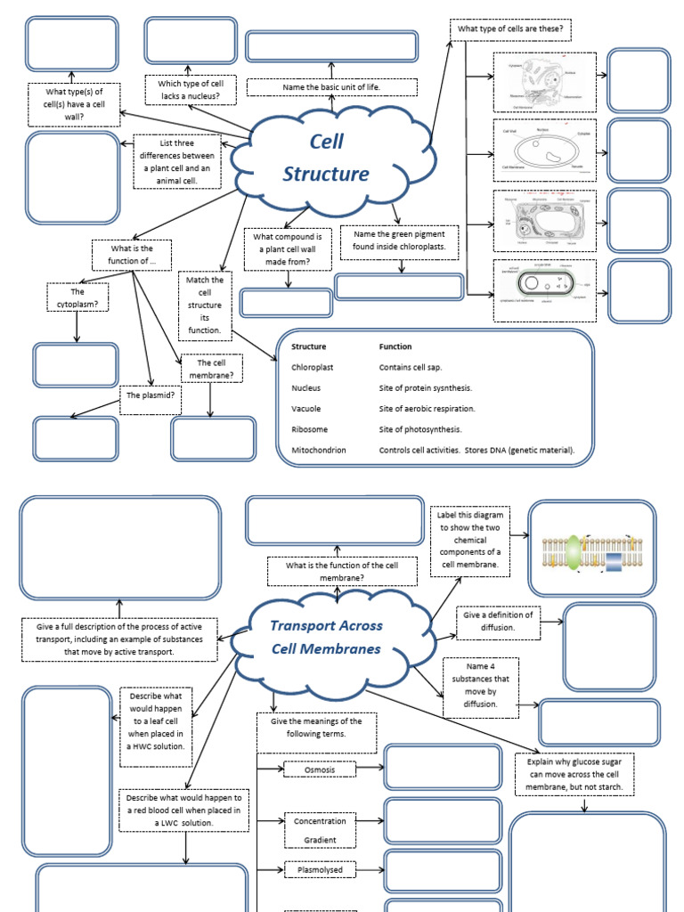 Cell Structure Worksheet GCSE Biology | PDF | Cell (Biology) | Blood