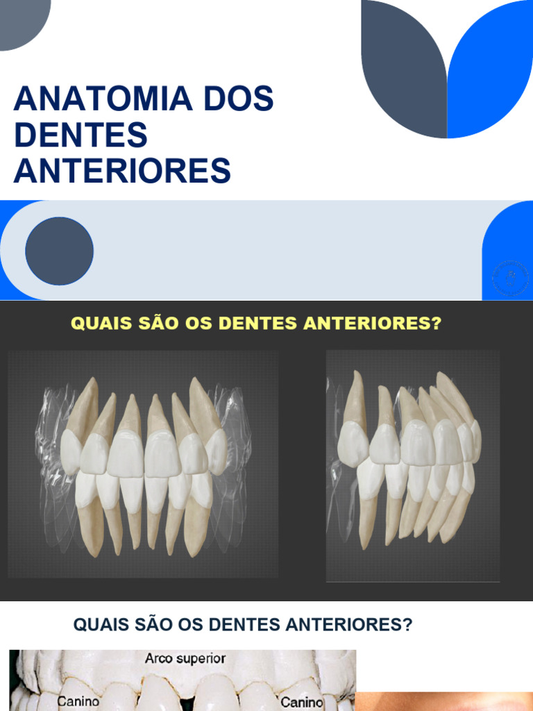 Anatomia dos Dentes Anteriores | PDF | Dente humano
