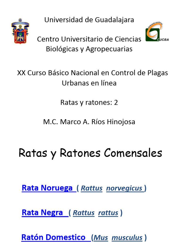 Control de Ratas y Ratones Urbanos | PDF | Ratón | Rata