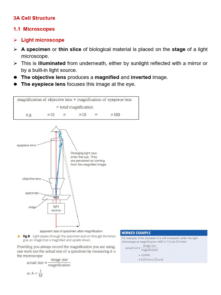 Understanding Cell Structure and Microscopy | PDF | Cell (Biology ...