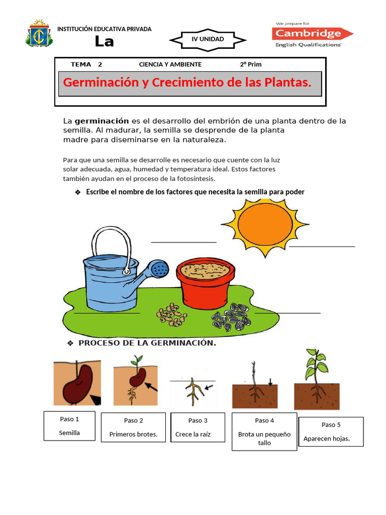 Planta Y Descubre Kit STEM Montessori – Cómo Crece Una Semilla De Capuchina | Experimento De Germinación Para Niños Y Familias | Incluye Maceta, Sustrato Y Guía Ilustrada