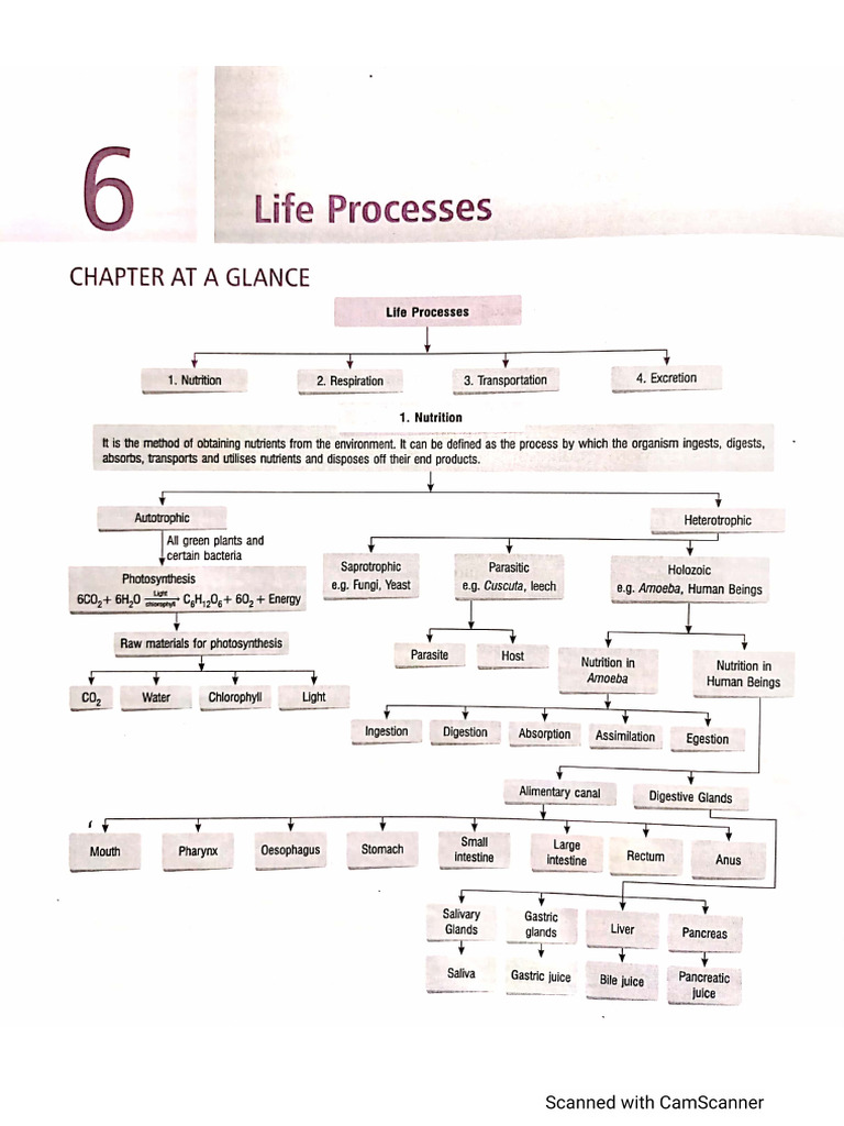 Together With Science Ch-5 Life Process | PDF