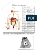 1º Guía de Estudio Digestión