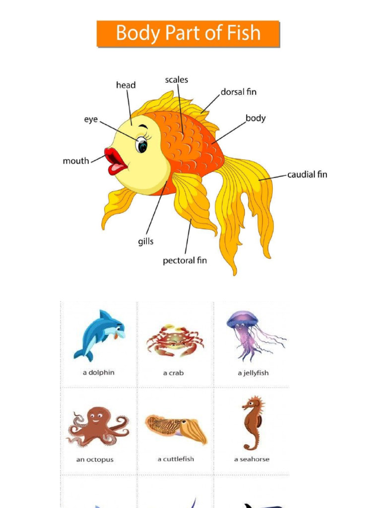 Fish Chart PDF