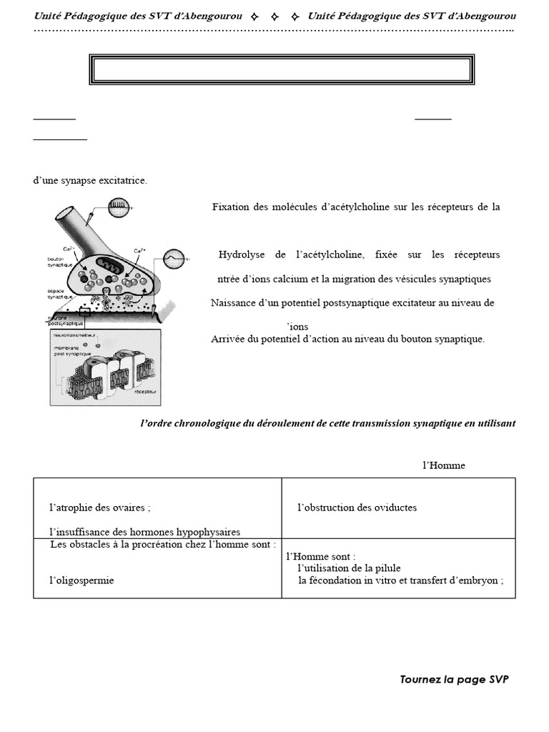 Transmission nerveuse et procréation humaine | PDF | Synapse | Muscle