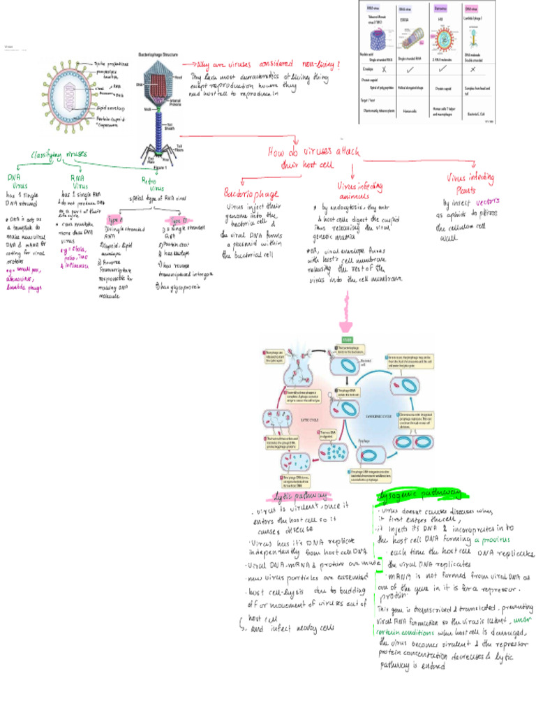 Viruses | PDF