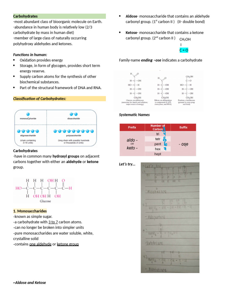 Comprehensive Guide to Carbohydrates | PDF | Carbohydrates | Amino Acid