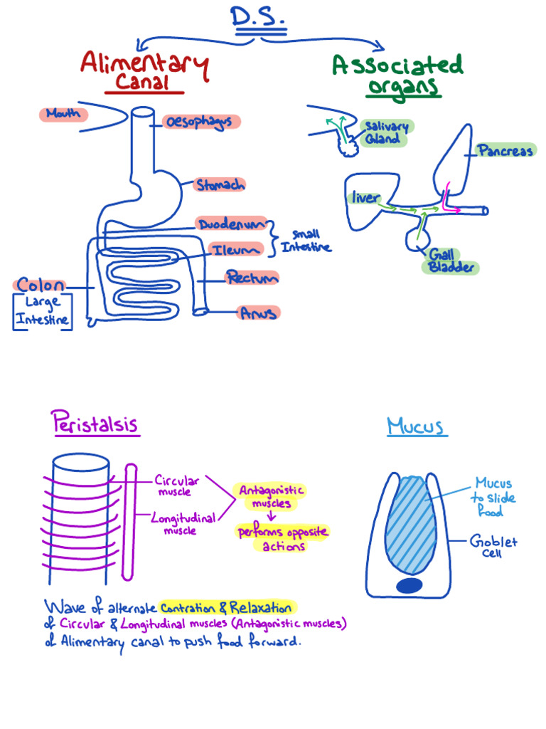 Digestive System Functions Explained | PDF | Digestion | Bile