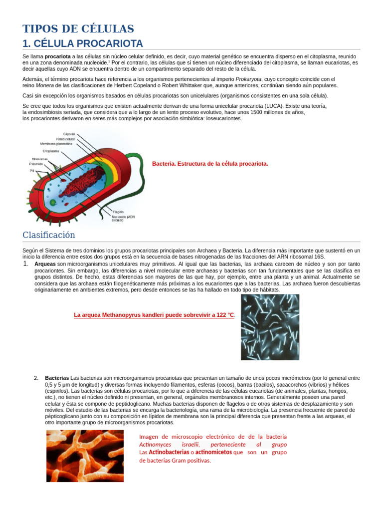 Clasificación y Estructura de Procariotas | PDF | Procariota | Las ...
