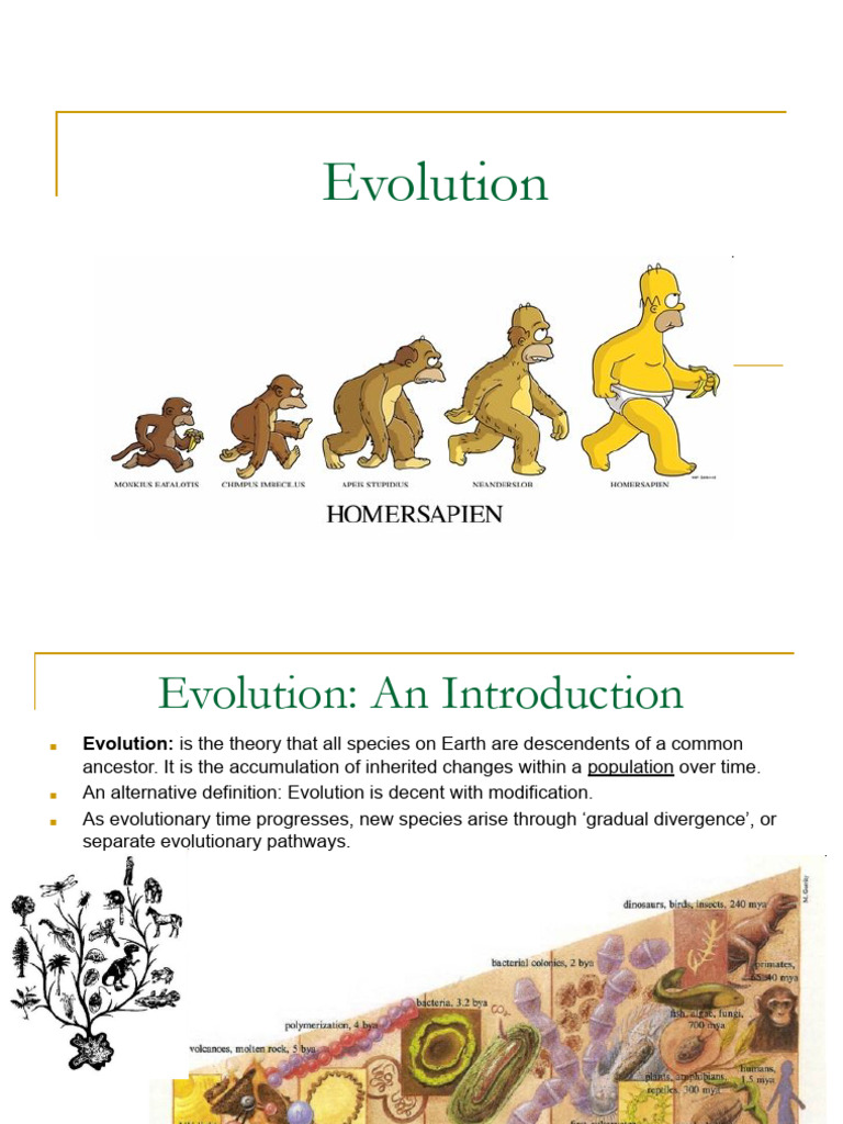 Finch Beak Evolution in the 1800s | PDF | Ploidy | Natural Selection