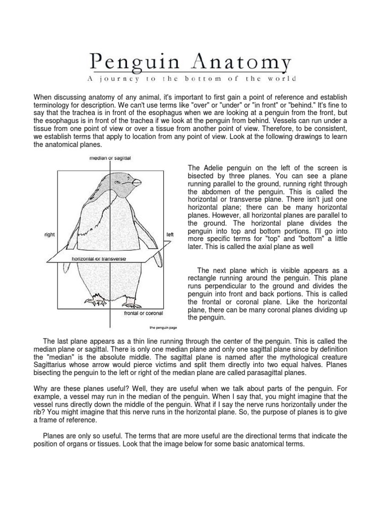 Biology_of_Penguins | Heart | Circulatory System